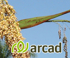 Arcad